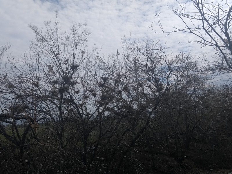 Garzas de Hermosillo continúan luchando por sobrevivir