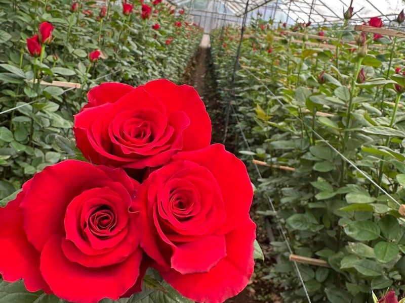 Gastaremos 4 mil mdp en flor por 10 de mayo