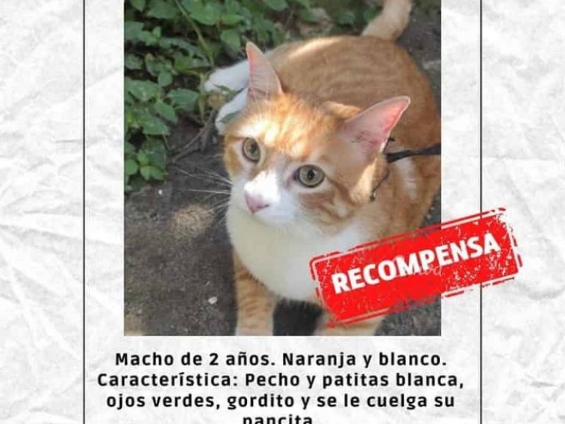 Gatito lleva perdido una semana en el puerto de Veracruz