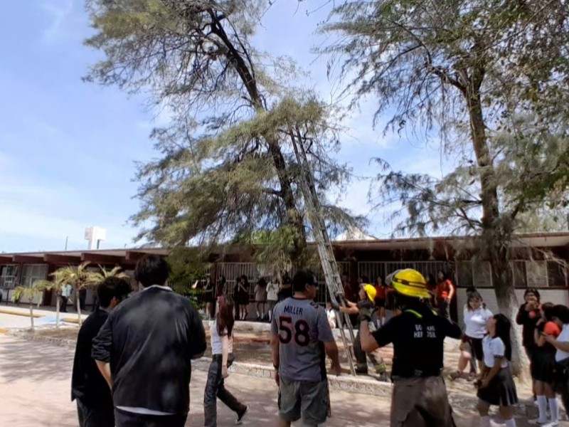 Gatito travieso sube a árbol y moviliza a bomberos