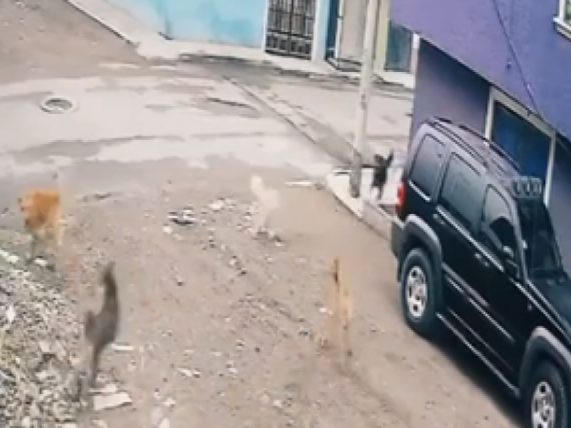 Gato defiende a su hermano de ataque brutal de perros