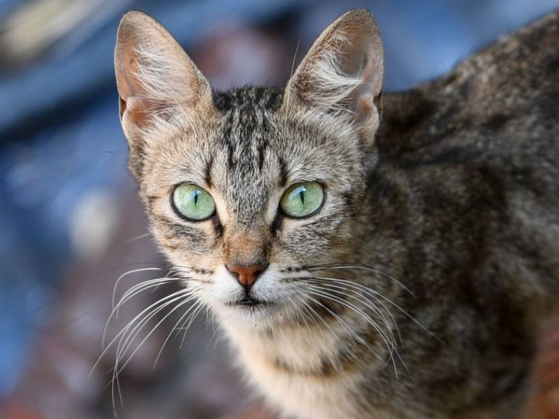 Gato es portador de coronavirus en Bélgica