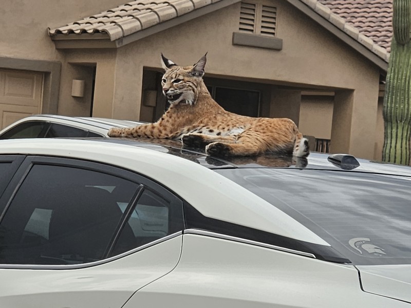 Gato montés, una especie adaptada al sur de Arizona