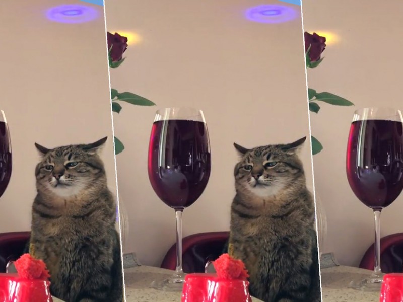 Gato se viraliza al mostrar la realidad de las fiestas