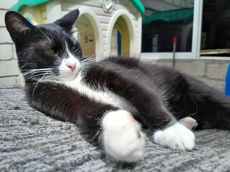 Gatos negros,  son utilizados para rituales.