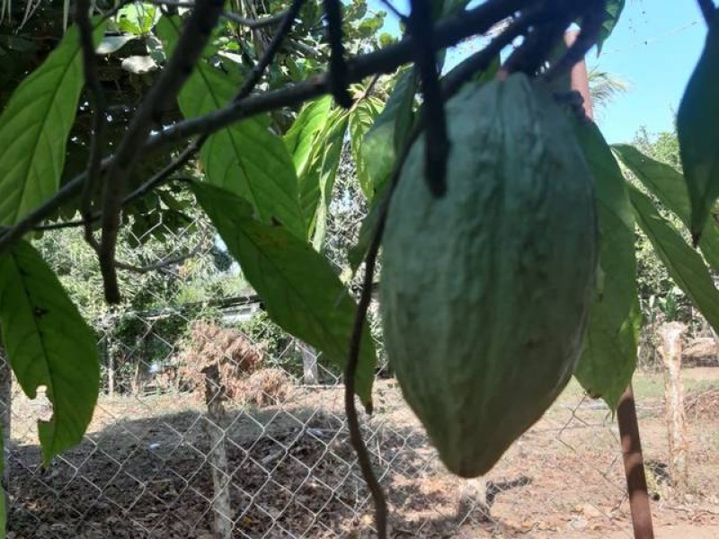 Genera importante derrama económica cacao orgánico