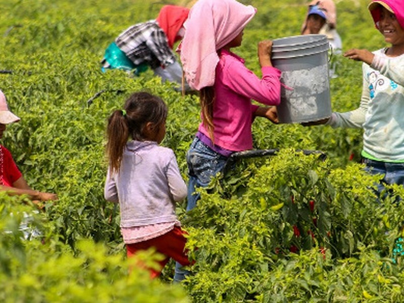 Genera pandemia incremento de trabajo infantil en Oaxaca; vulnera DH