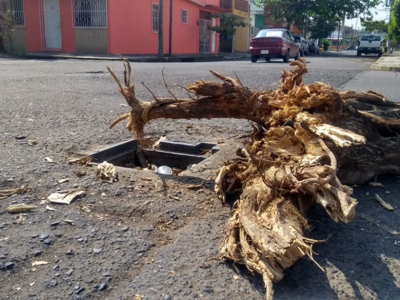 Genera peligro alcantarilla destapara en avenida Constitución