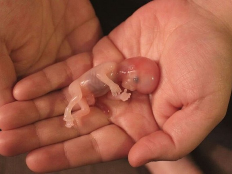 Genera polémica el tema del aborto en el Congreso local