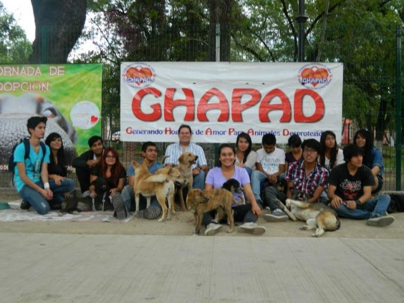 GHAPAD se queda sin alimento para los peludos rescatados