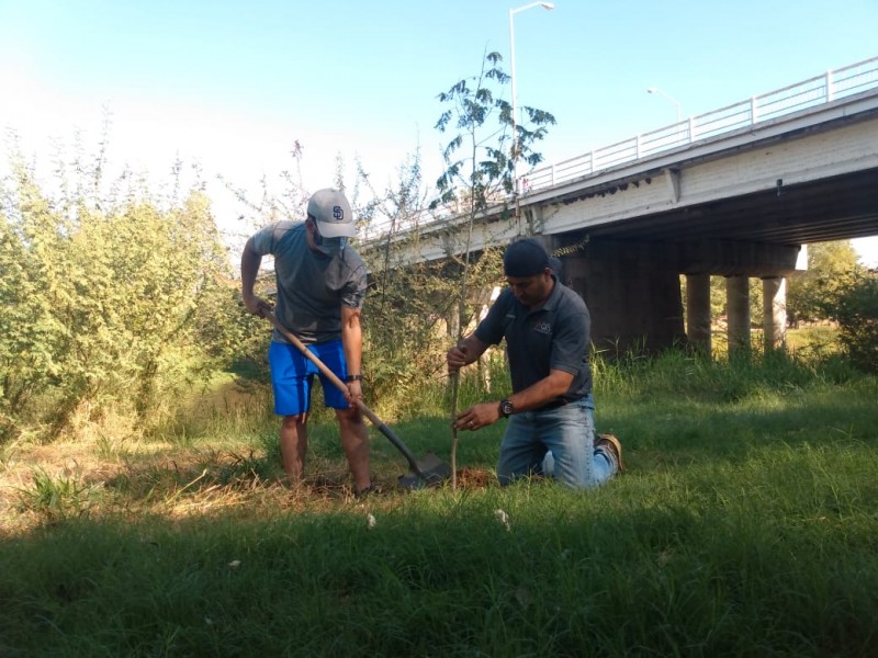 GIS arranca campaña de reforestación “Un árbol, mil vidas”