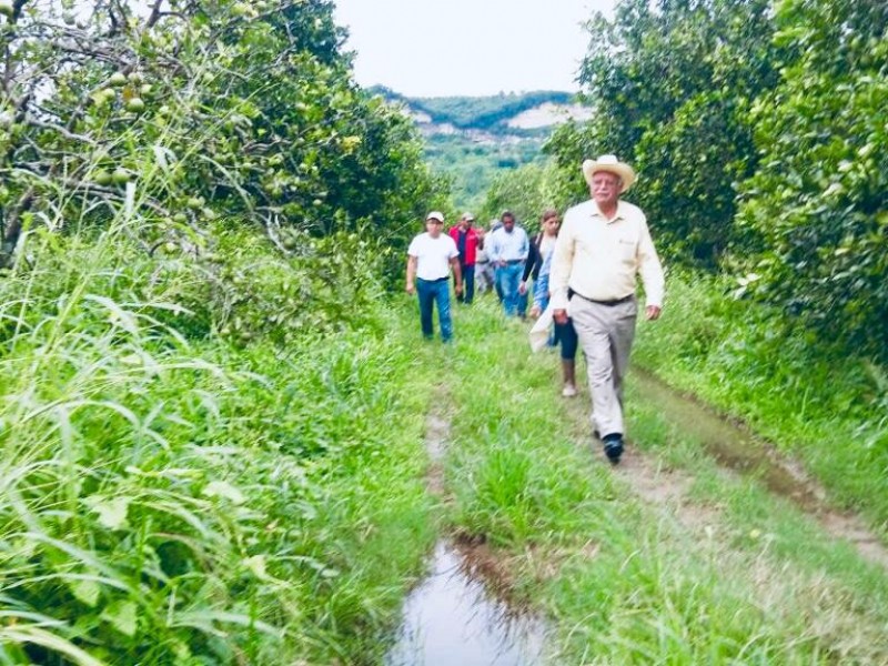 Glifosato, cáncer y atraso para el campo