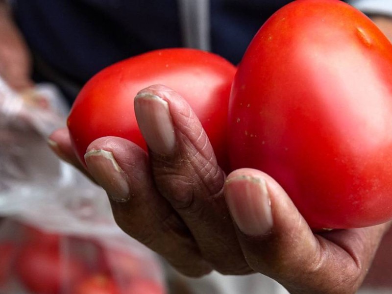 Gobierno ajusta precios del tomate para fortalecer exportaciones