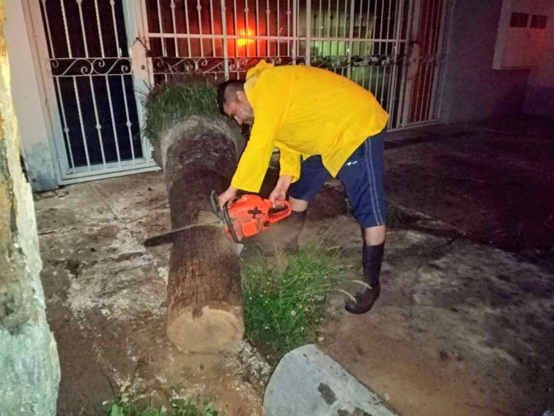 Gobierno de Culiacán realiza retiro de árboles derribados durante lluvias