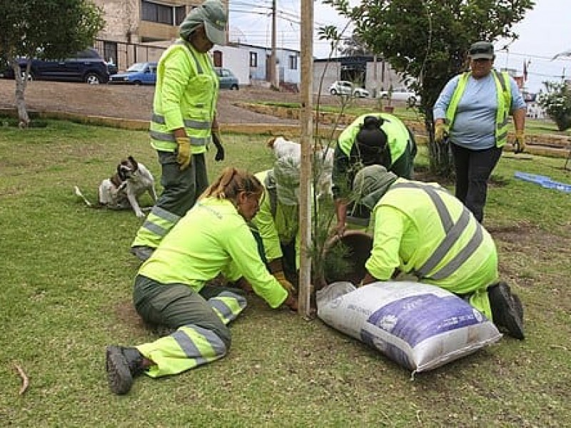 Gobierno del estado buscará reforestar 10 mil hectáreas este año