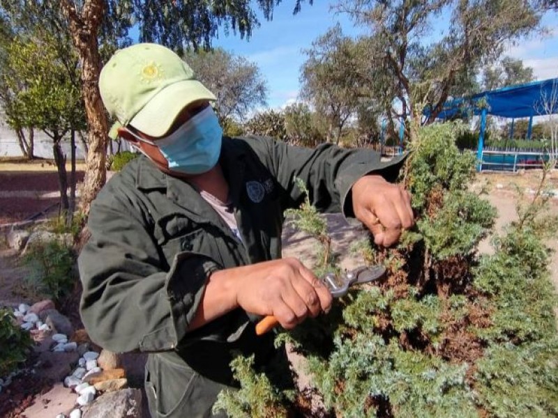 Gobierno Municipal recicla árboles naturales de navidad y nochebuenas