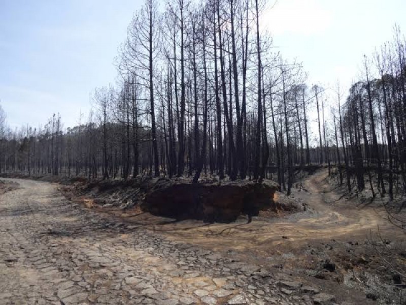 Gobierno olvida reforestación de reserva afectada por incendio