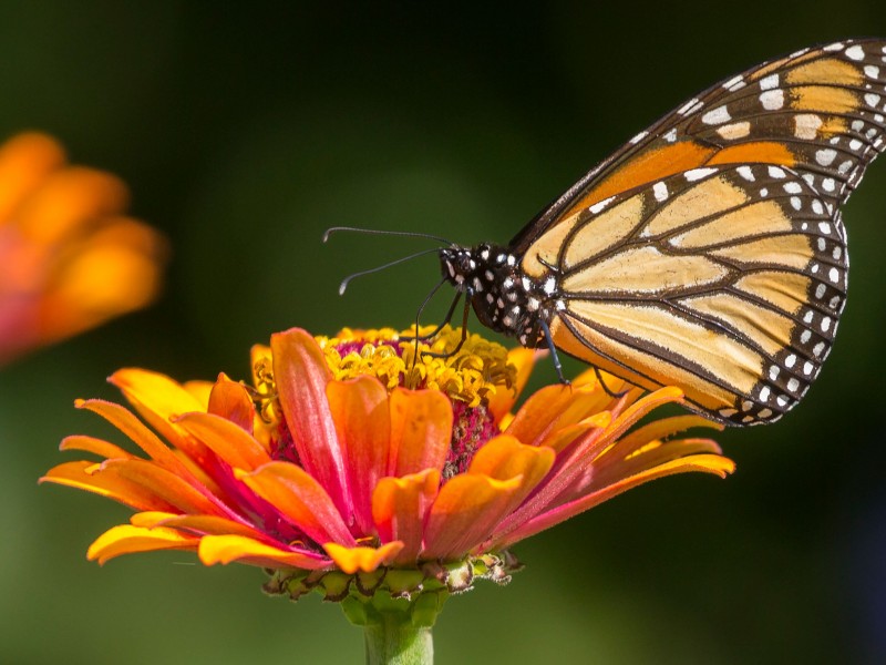 Gobiernos urgen trabajos coordinados para evitar extinción de Mariposa Monarca