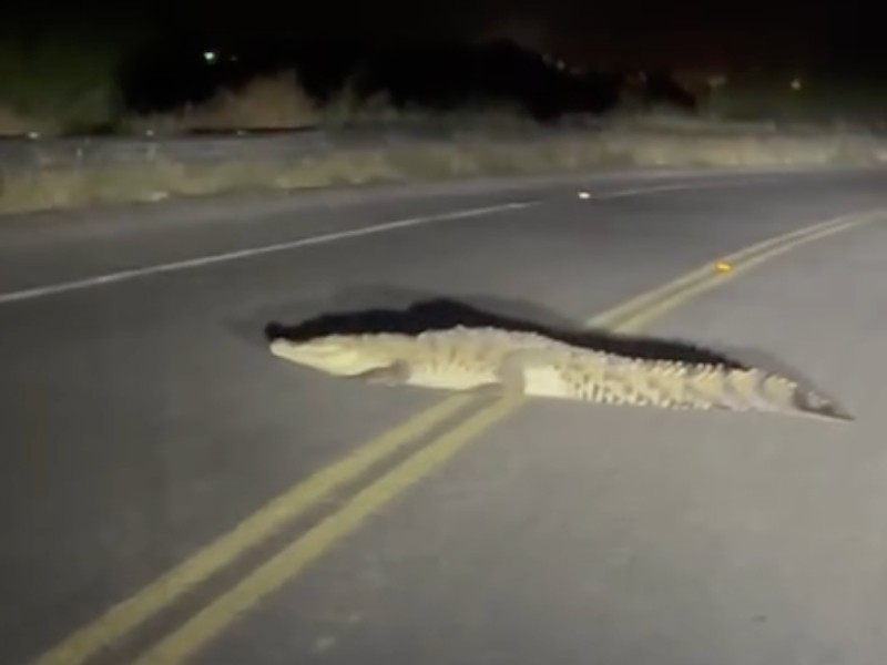 Alertan por enorme cocodrilo sobre carretera hacia Las Glorias