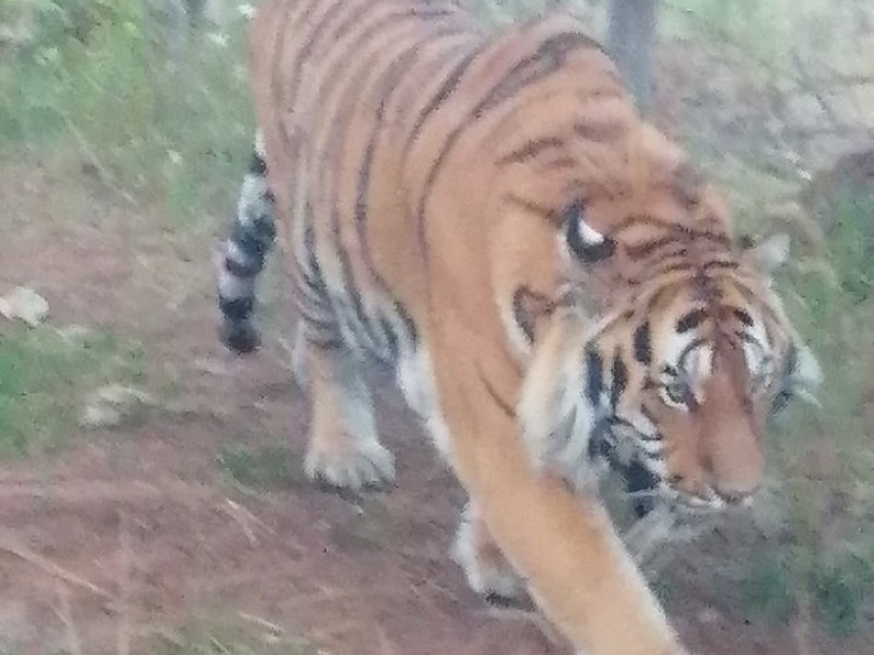 Graban tigre de Bengala suelto junto a carretera a Tapalpa