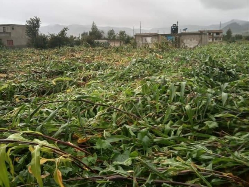 Grace arrasa con terrenos de cultivo en Zautla