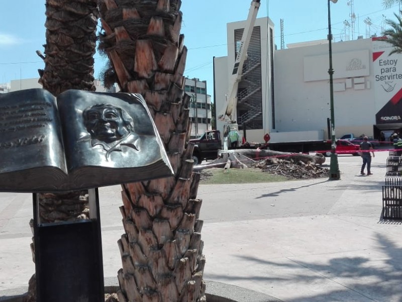 Gran árbol es derribado por pudrición texana