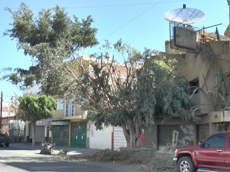 Gran árbol provoca caída de cableado en Pradera