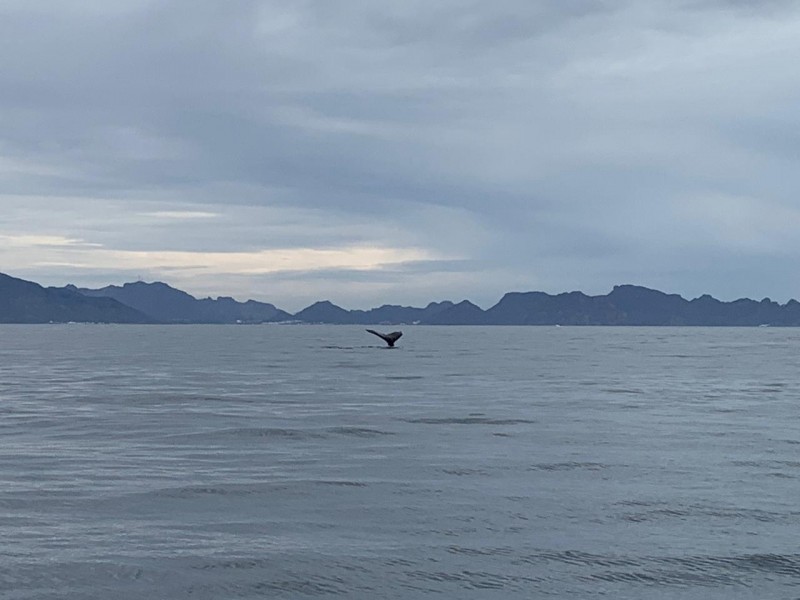 Gran espectàculo con ballena gris