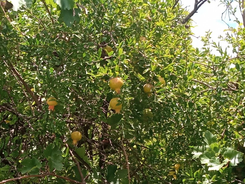 GRANADA UN FRUTO PERFECTO PARA LA COMIDA DIARIA