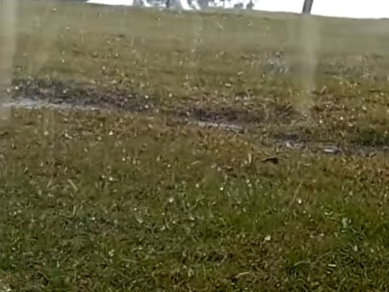 Granizada atípica daña cultivos de café en Atoyac