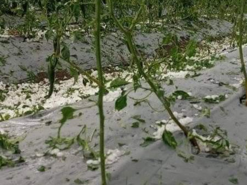 Granizada deja afectaciones en productores de San Ándres Calpan