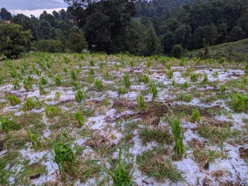 Granizada destruye cosechas en Pocitos del Balcon