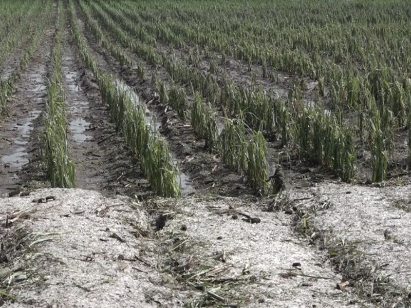 Granizada pone en riesgo cultivos de Mina México