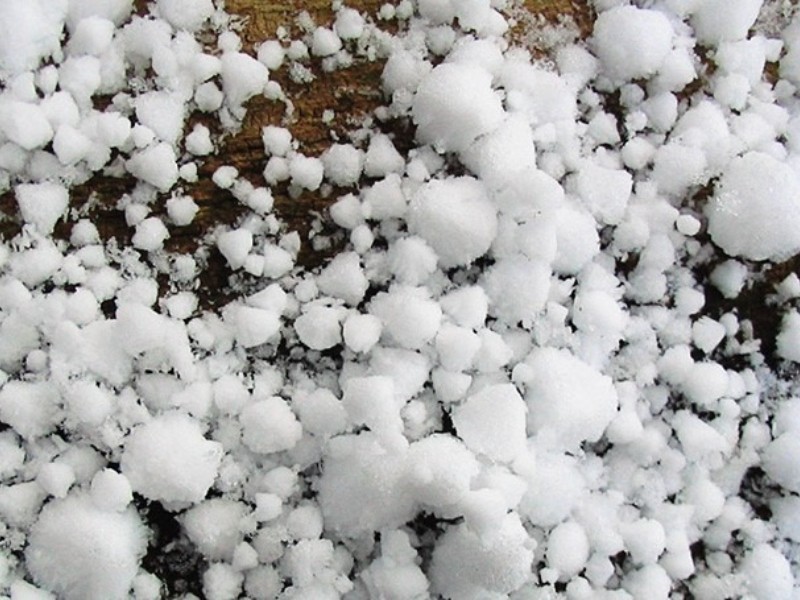 Granizadas atípicas causan daños en siembra de cempasúchil en Atlixco
