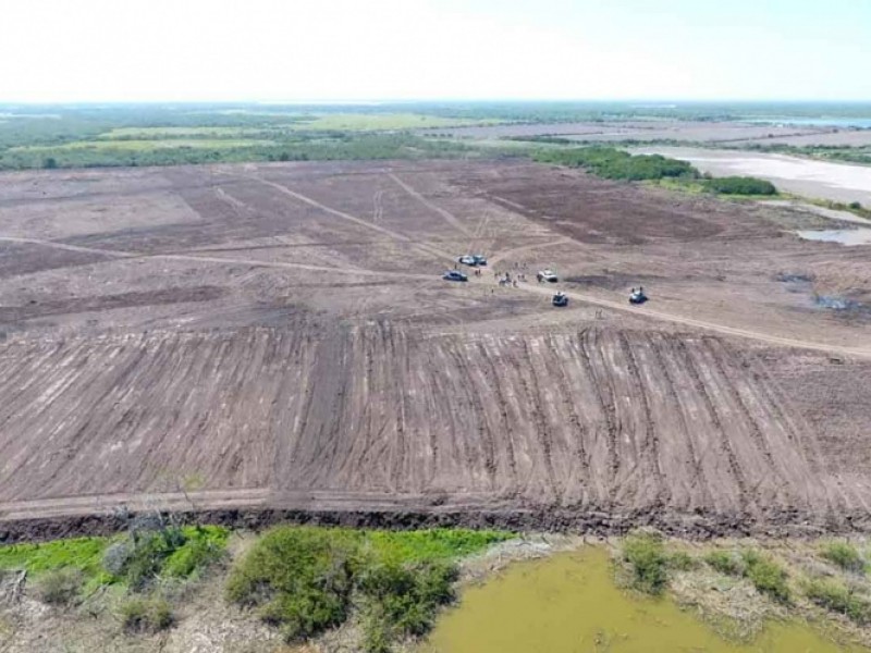 Granja camaronera deberá resarcir daño a bosque de mangle en