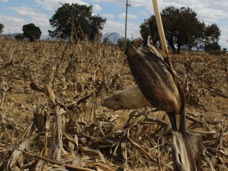 Grave la sequía en Puebla en el 2019