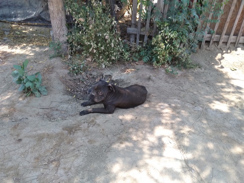 Grave problema animales en situación  de calle