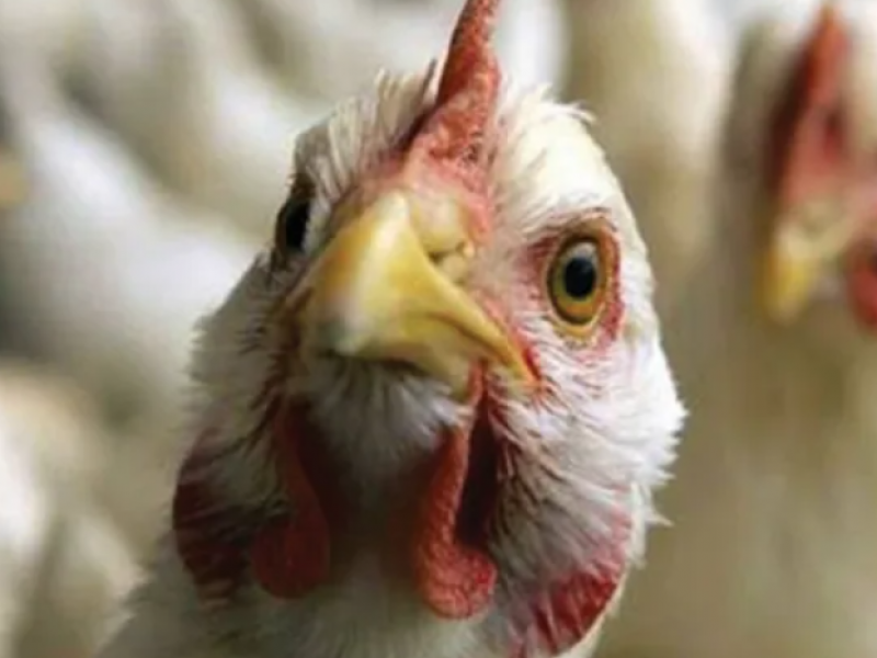 Gripe aviar: 41 millones de vacunas entregadas en el país