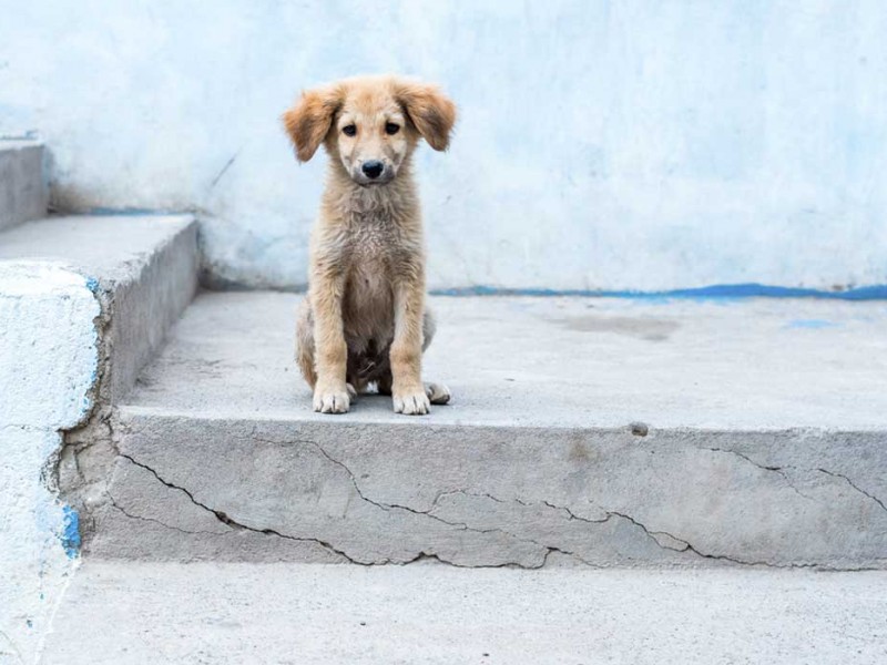 Grupo animalista de Sahuayo esterilizará perros