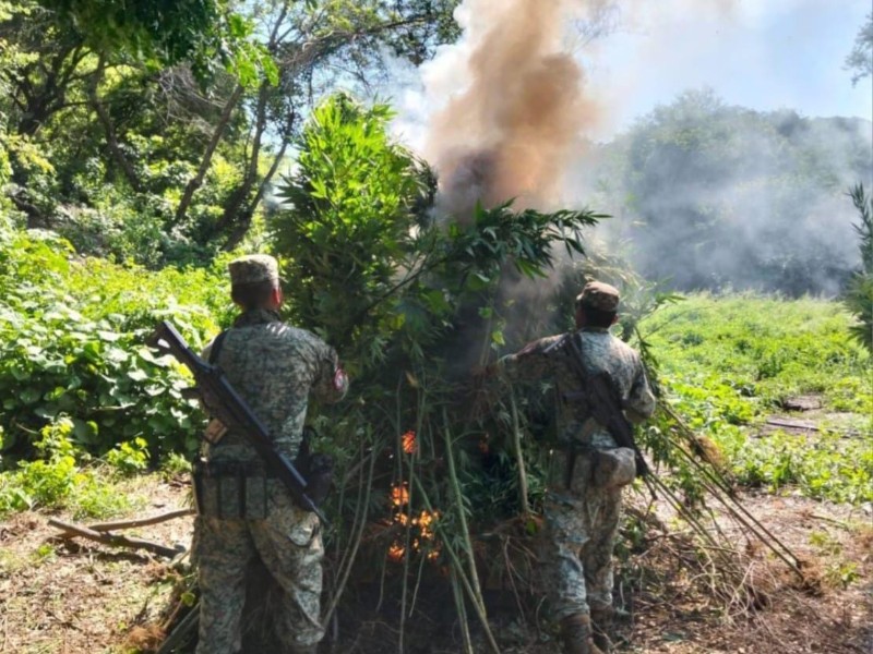 Grupo Interinstitucional destruye plantío de marihuana y narcolaboratorios en Culiacán y Cosalá