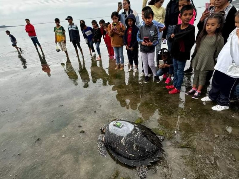 Grupo Tortuguero de Lázaro Cárdenas libera a la tortuga 