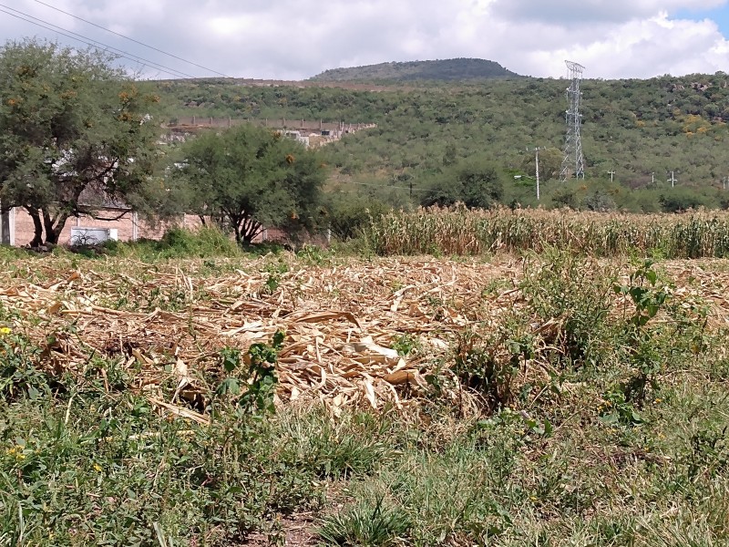 GTO cuarto lugar nacional en producción agrícola: CONAGUA