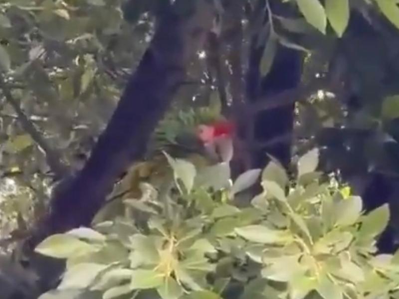 Guacamaya en árbol de avenida Juárez moviliza a bomberos