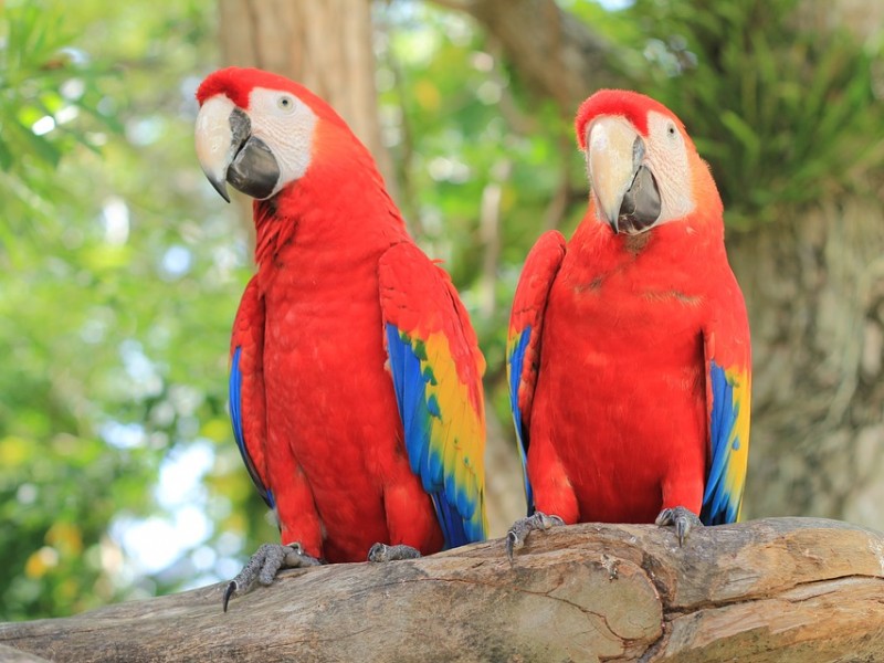 Guacamaya roja, amenazada.