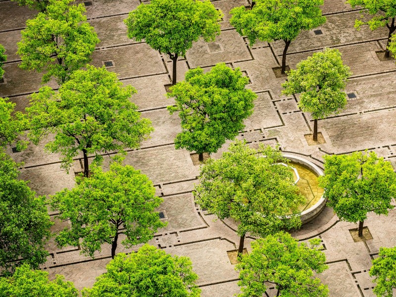 Guadalajara con menos de un árbol por habitante