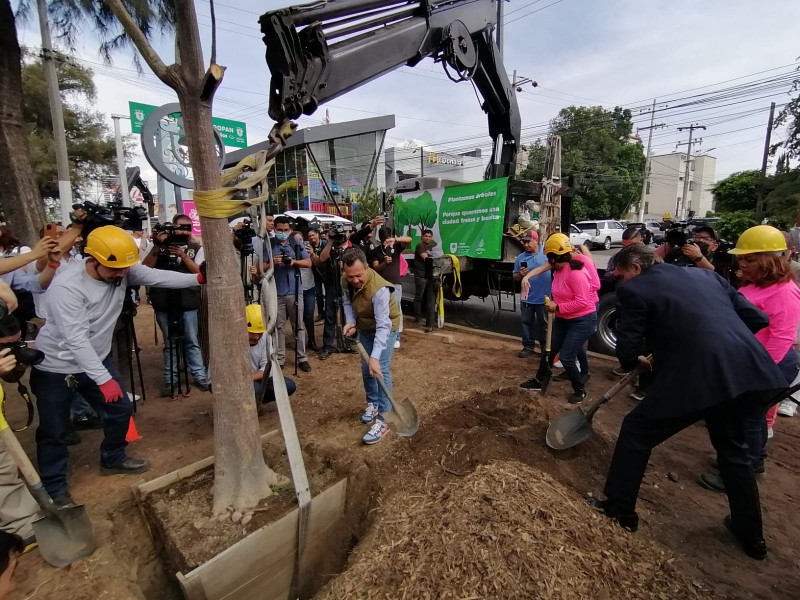 Guadalajara y Zapopan plantarán 22 mil árboles este año