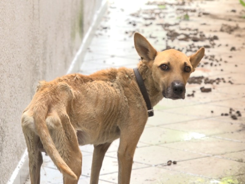 Guanajuato refuerza leyes para proteger animales: endurecen sanciones por maltrato