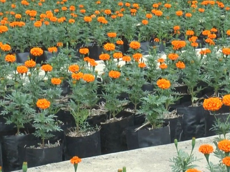 Guanajuato se Viste de Amarillo:  Cempasúchil en Día de Muertos