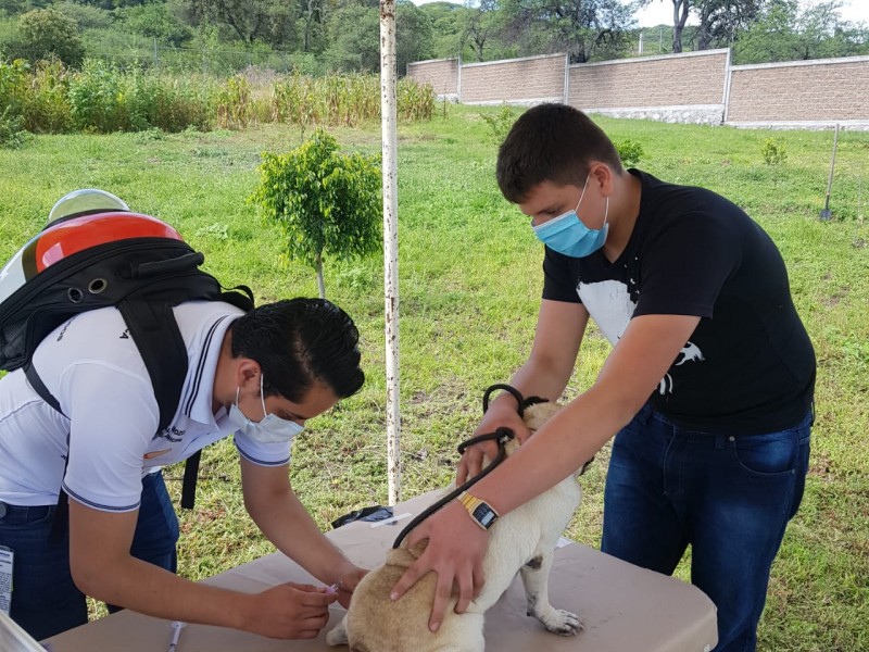 Guanajuato tendrá “Jornada de Vacunación antirrábica canina y felina 2024