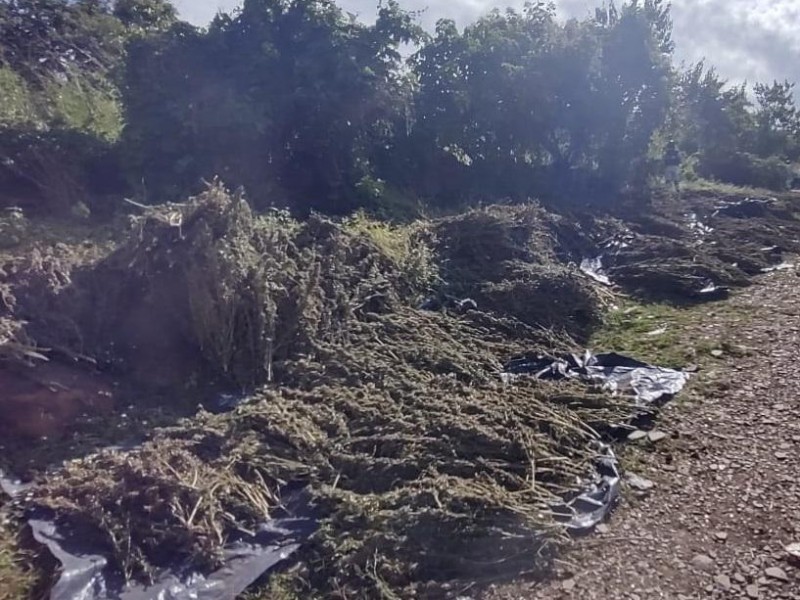 Guardia Nacional asegura 850 kilos de marihuana en Poncitlán